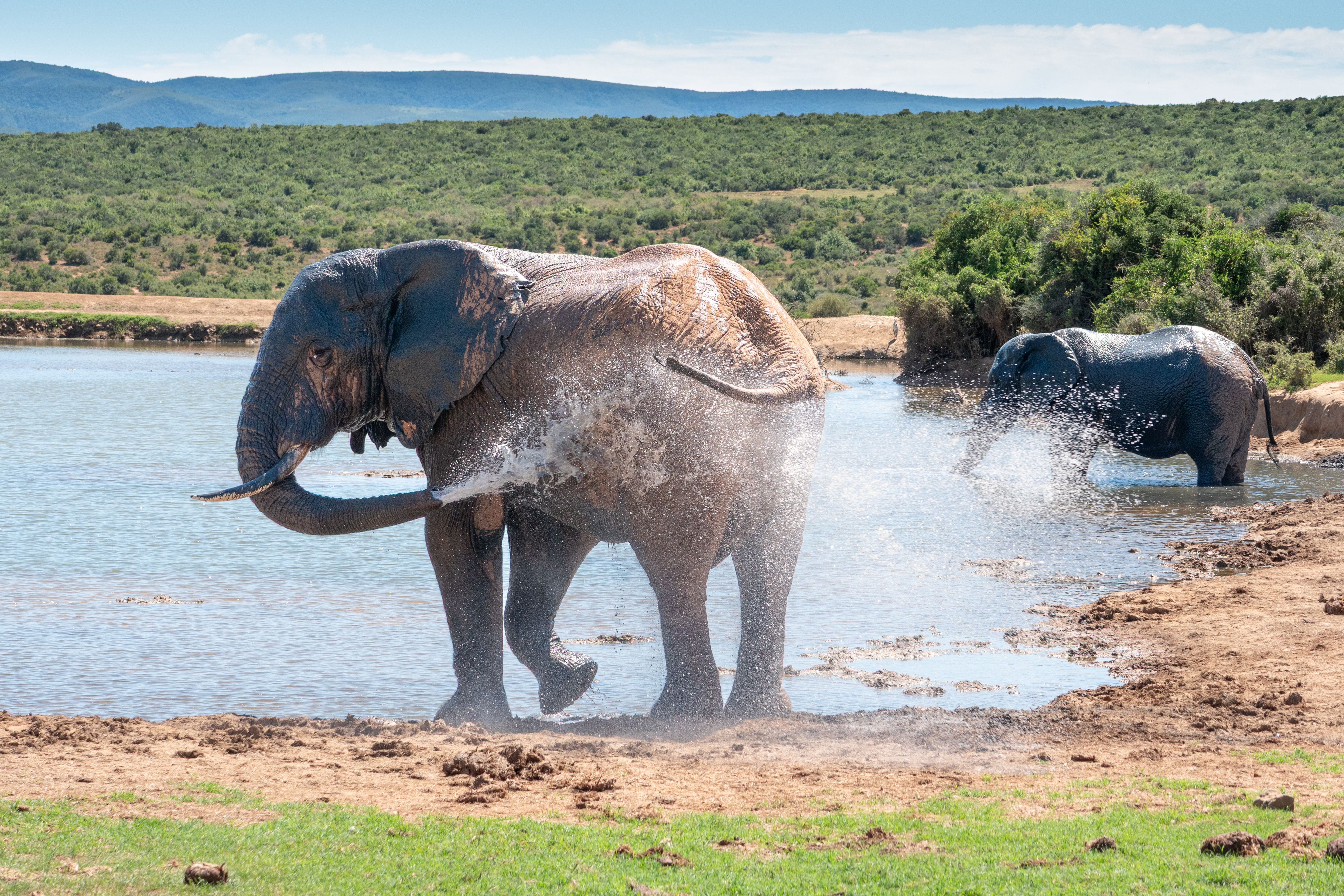 Afrikanischer Elefant